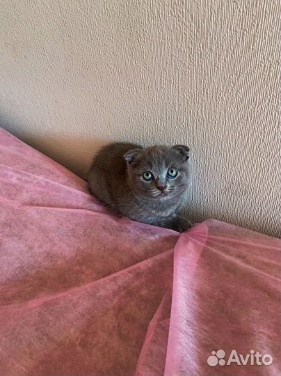 Шотландские котята