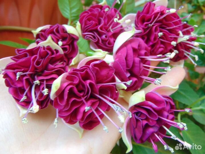 Черенки фуксии, только самовывоз