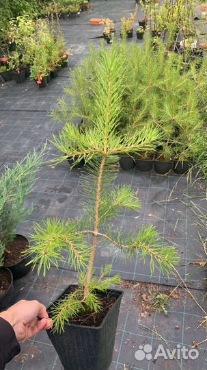 Сосна обыкновенная 60-80см