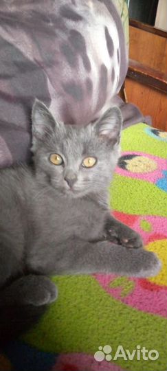 Британский котенок