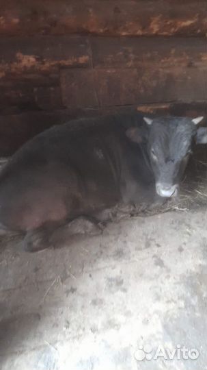 Телята бычки