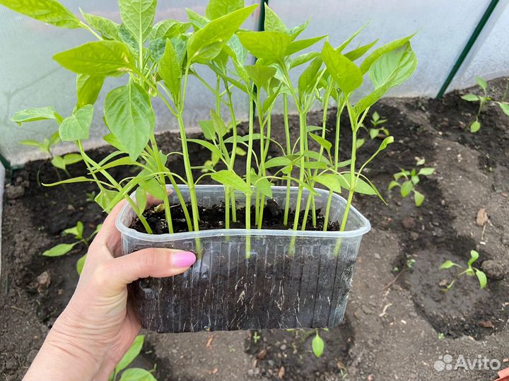 Рассада помидор перцев
