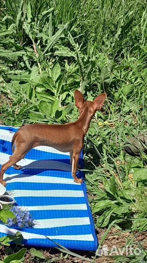 Той-терьер щенки девочка ищет дом