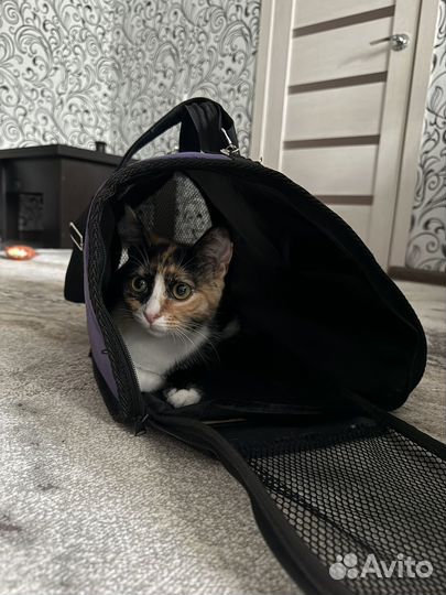 Кошка бесплатно