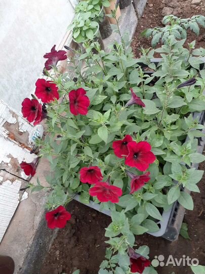 Рассада ампельной петунии тайдал