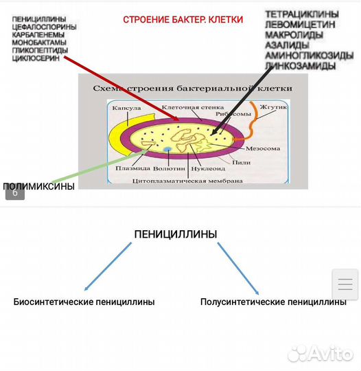 Репетитор по анатомии физиологии фармакологии