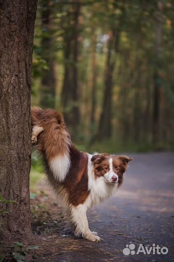 Щенок бордер колли девочка