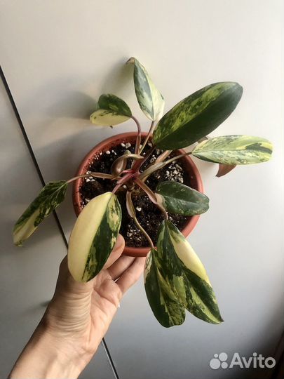 Филодендрон Strawberry shake