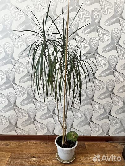 Пальма драцена