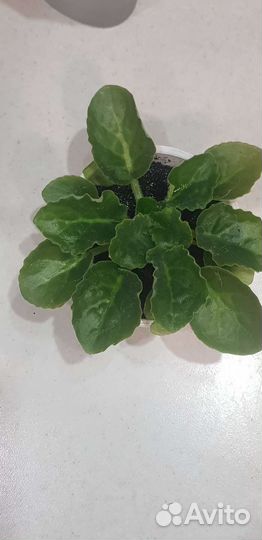 Фиалка сортовая