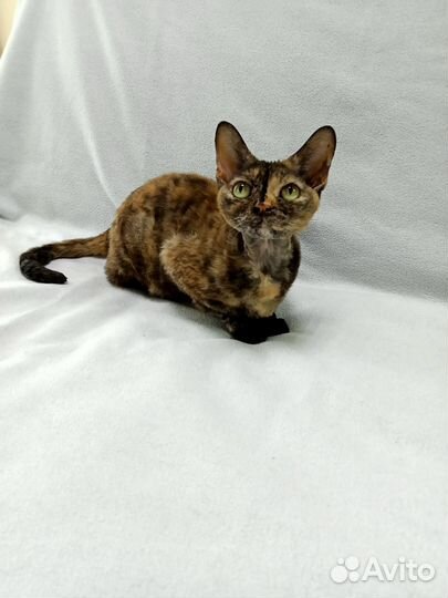 Кошечка Девон рекс