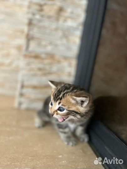 Котенок мальчик
