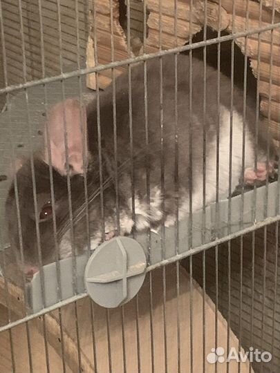 Шиншилла черный/коричневый жемчуг