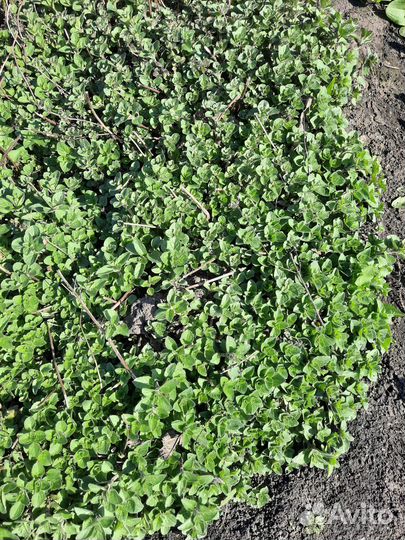 Продам душицу поросль