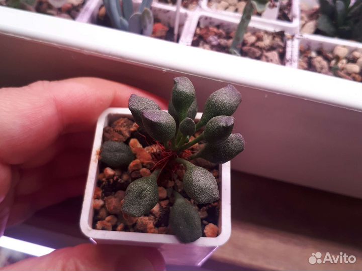 Адромискус*суккулент*truncatus и indian clab*