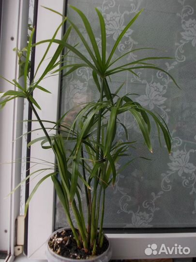 Продаю Циперус