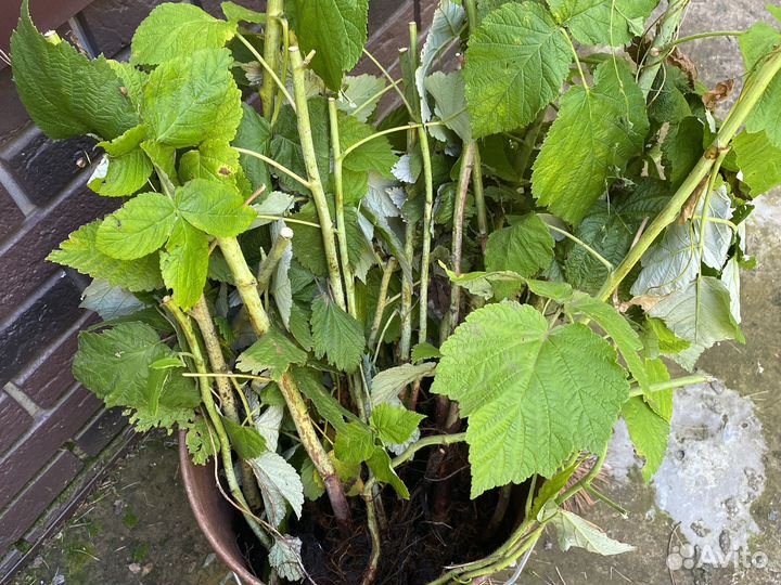 Саженцы малины