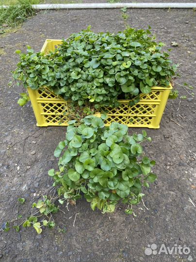 Дихондра зеленая
