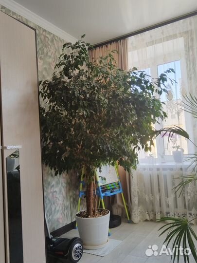 Фикус бенджамина большой