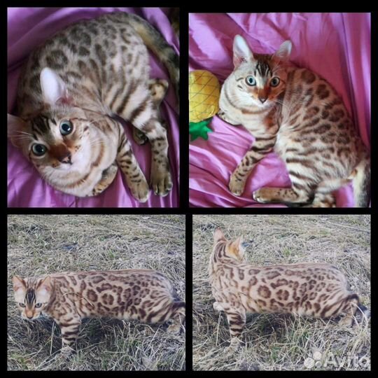 Бенгальские котята. Вязка с бенгальским котом