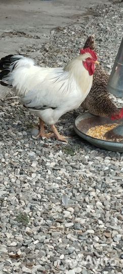 Продажа питухи