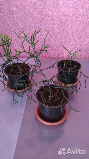 Хатиора (детки)