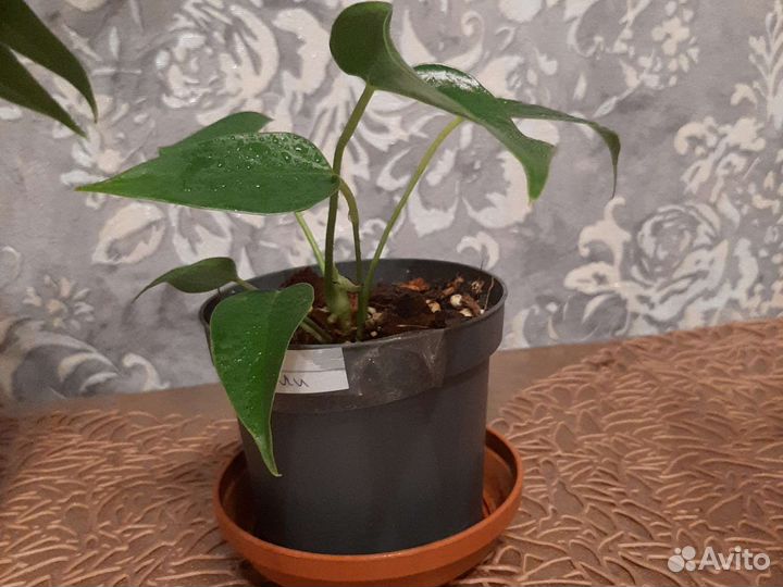 Антуриум Лили