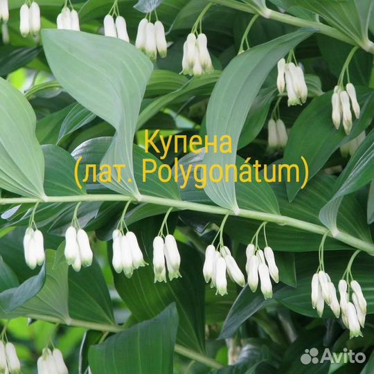 Купена