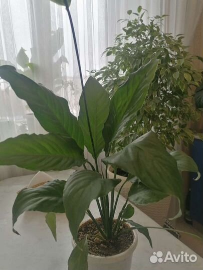 Спатифиллум - женское счастье