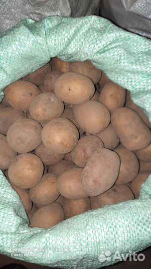 Продам семянной картофель