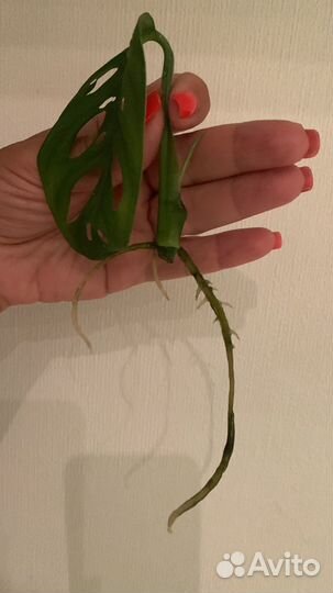 Монстера манки