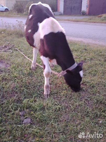 Продам бычков