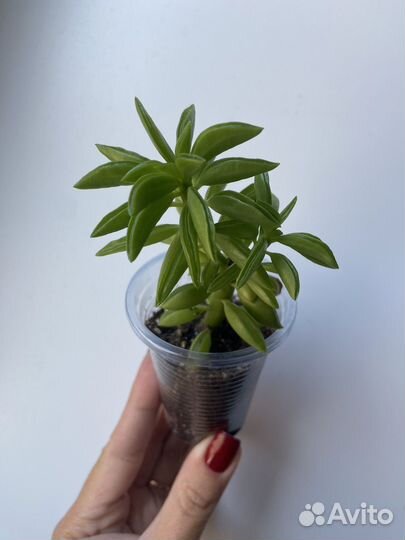 Суккуленты