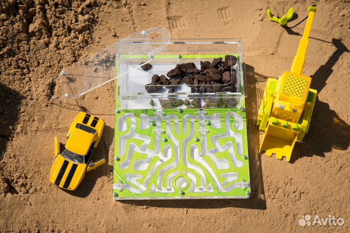 Формикарий / Муравьиная ферма