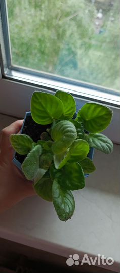 Фиалки детки