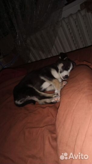 Ищем девочке дом