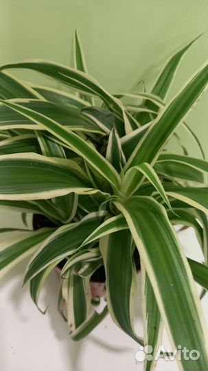 Хлорофитум