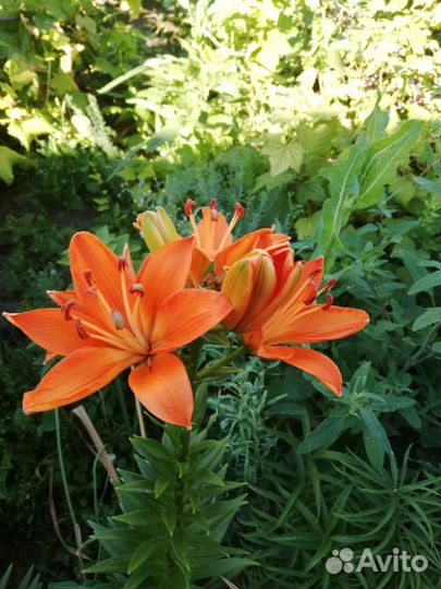 Лилии луковицы