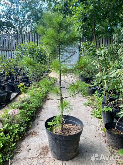 Саженцы кедра