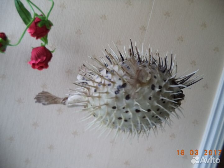 Чучело Рыба-еж