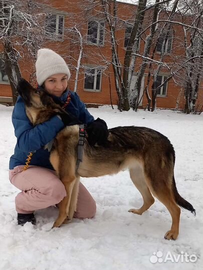 Собака из приюта в добрые руки