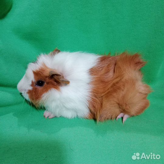 Морские свинки