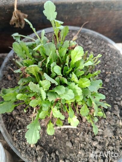 Саженцы виктории