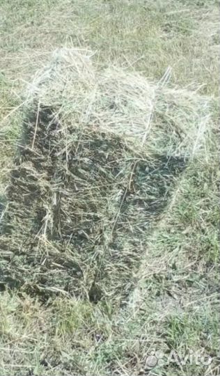 Сено луговое 2023