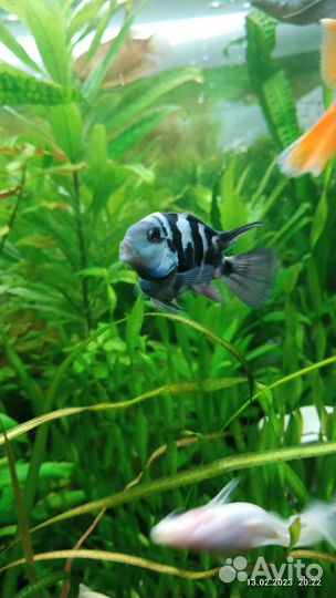 Сапфировый попугай