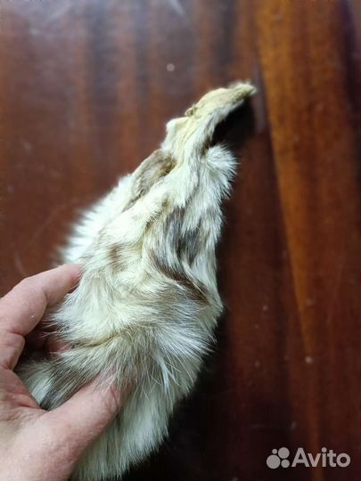 Шкурка песца целиковая