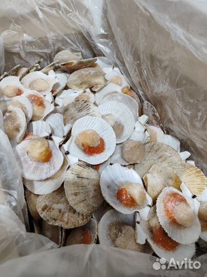 Морской гребешок большой размер на полустворке