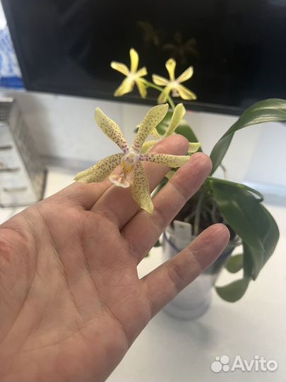 Орхидея джулия (азия)