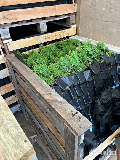 Туи в горшках Р9 до 30 см. Оптом от 500 шт