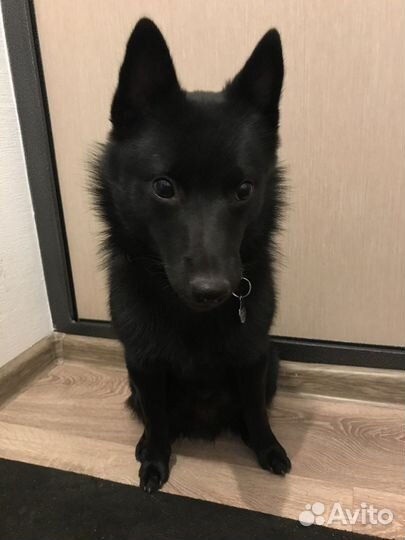 Шипперке (схипперке) вязка